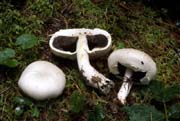Agaricus inapertus